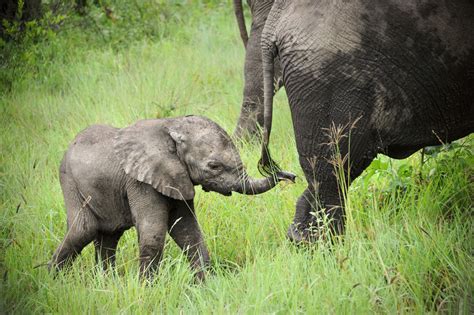 Aug 5, 2019 · A mother and her child walk ancestral elephant highways to meet five thousand elephants at an extraordinary meeting of elephant families.Subscribe: http://bi... 